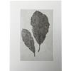 Leaf Print II by Sally Loughridge