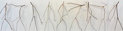 Frieze, Nine Twigs by Chris Kenny