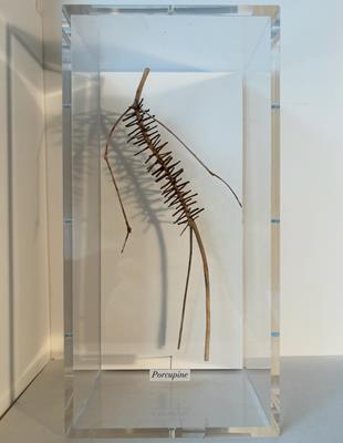 Porcupine by Chris Kenny